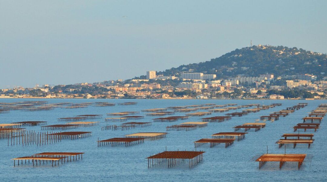 Ostricoltura: cos’è e come funziona
