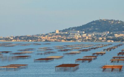 Ostricoltura: cos’è e come funziona
